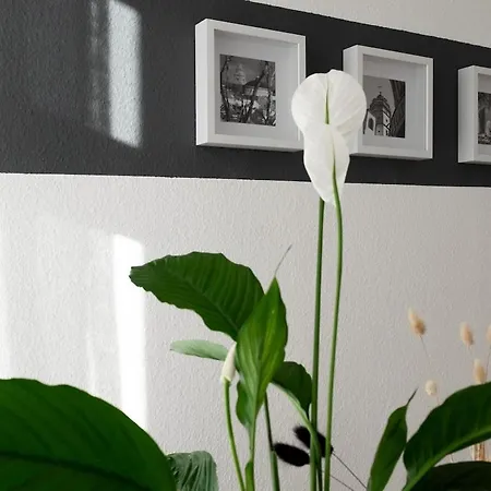 Apartment Deluxe With Balcony Near Stadium & *